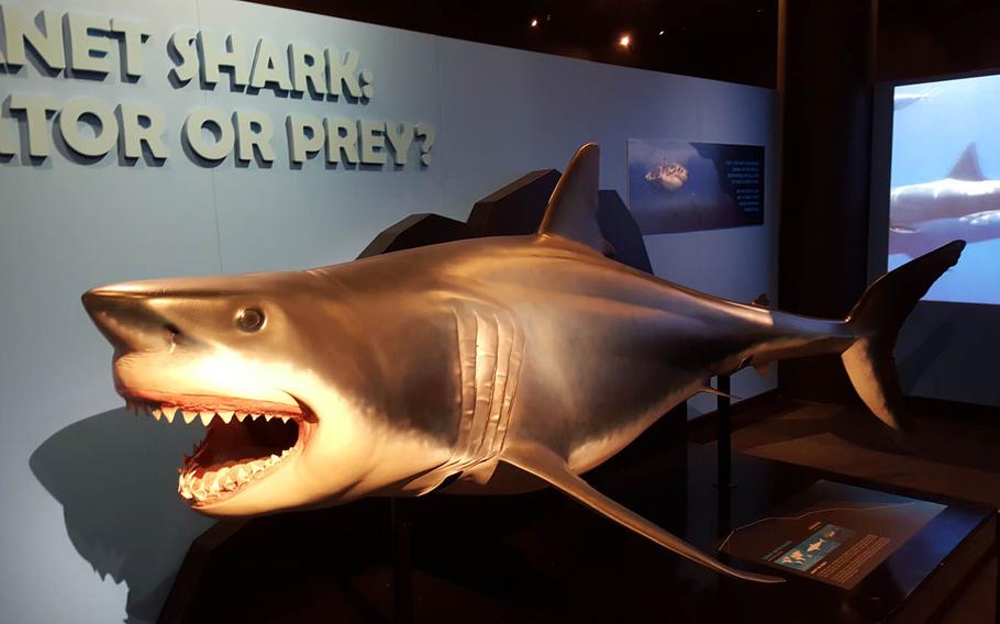 Exhibit holds that sharks should fear humans more than vice versa